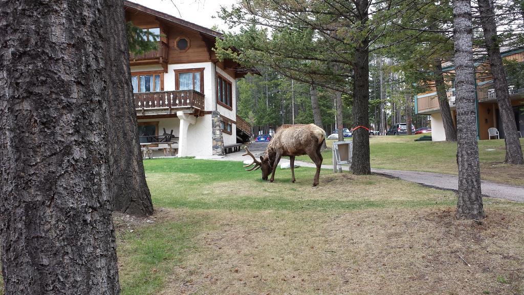 Douglas Fir Resort & Chalets Banff Exterior photo